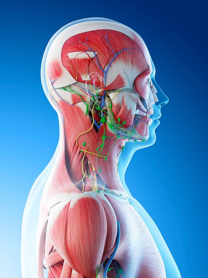 Male head and neck anatomy, illustration