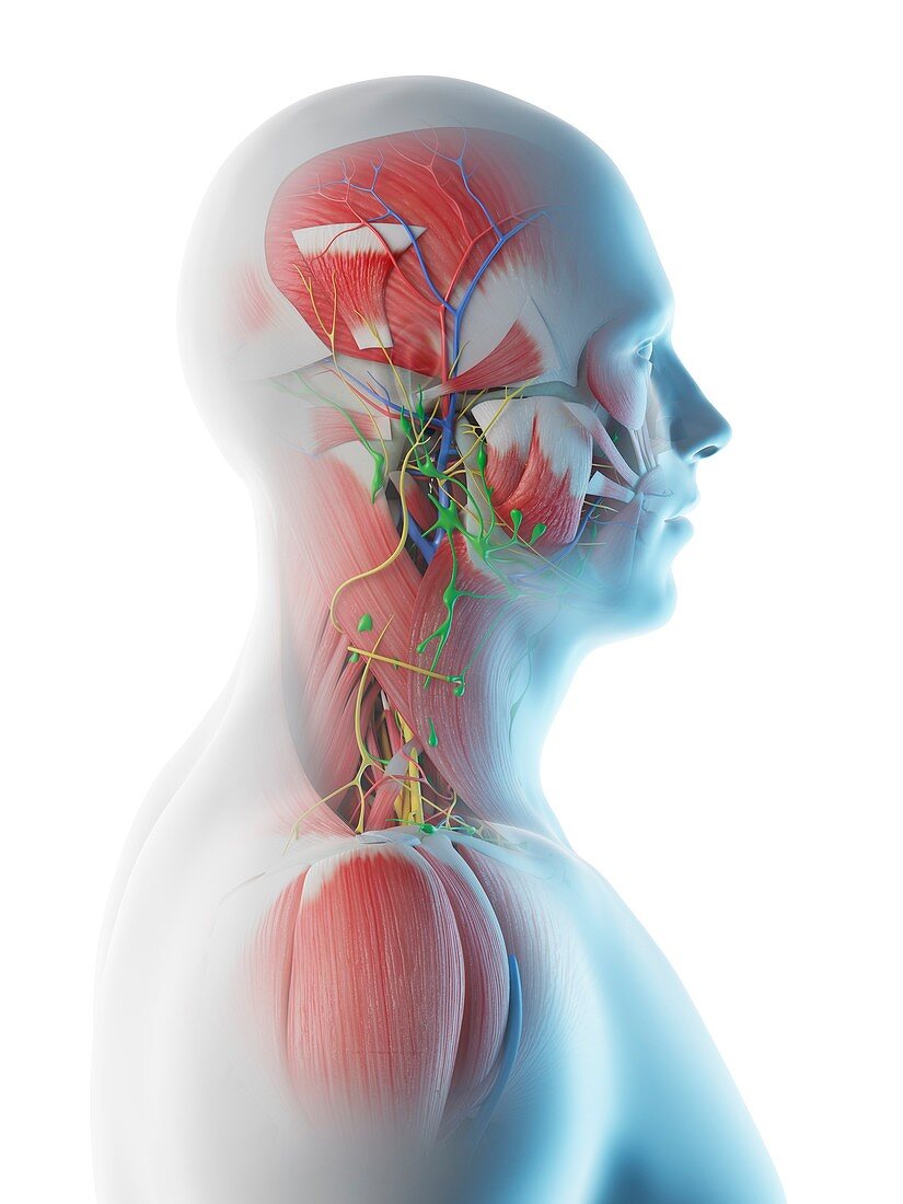 Male head and neck anatomy, illustration