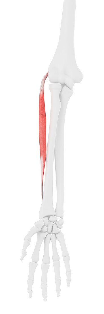 Extensor carpi radialis brevis muscle, illustration