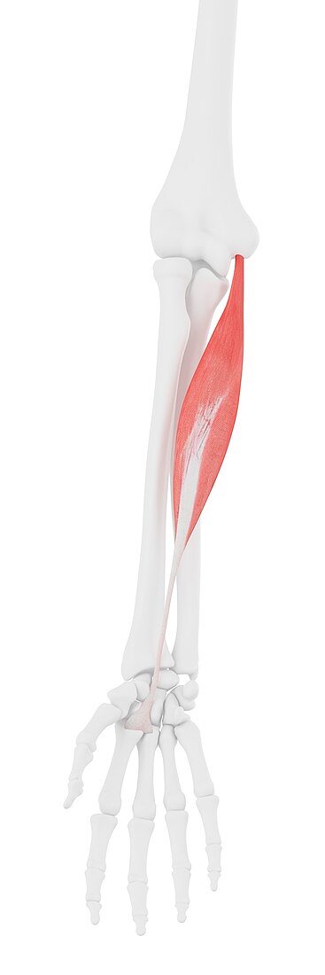 Flexor carpi radialis muscle, illustration
