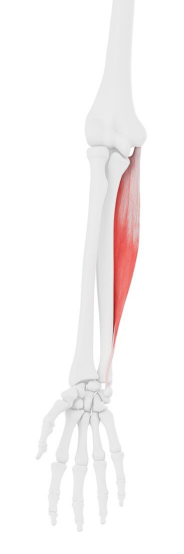 Flexor carpi ulnaris muscle, illustration