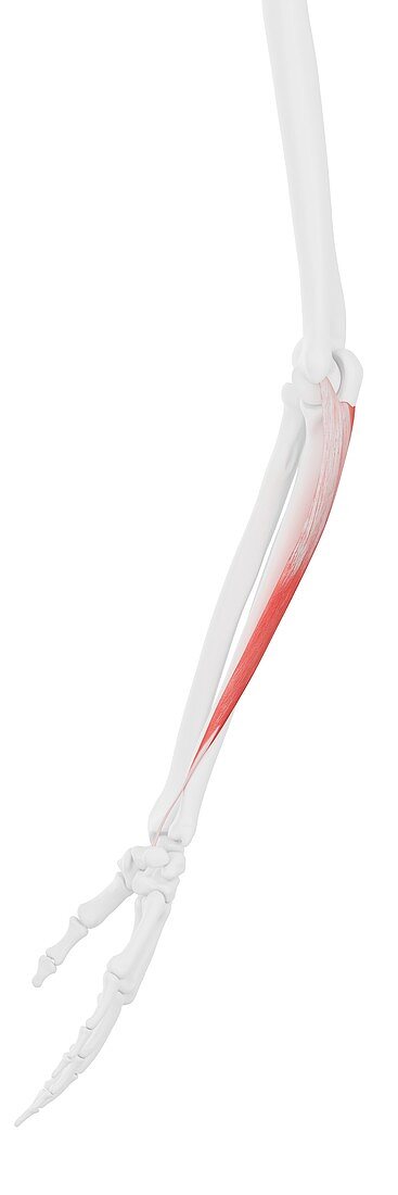 Flexor carpi ulnaris muscle, illustration