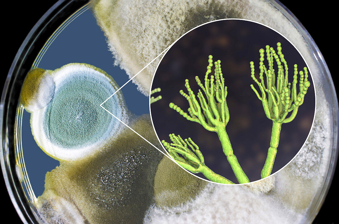 Penicillium fungus, composite image