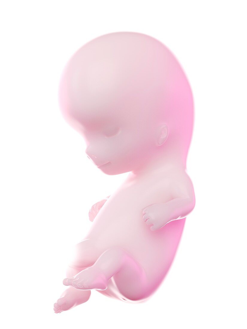 Fetus at week 10, illustration