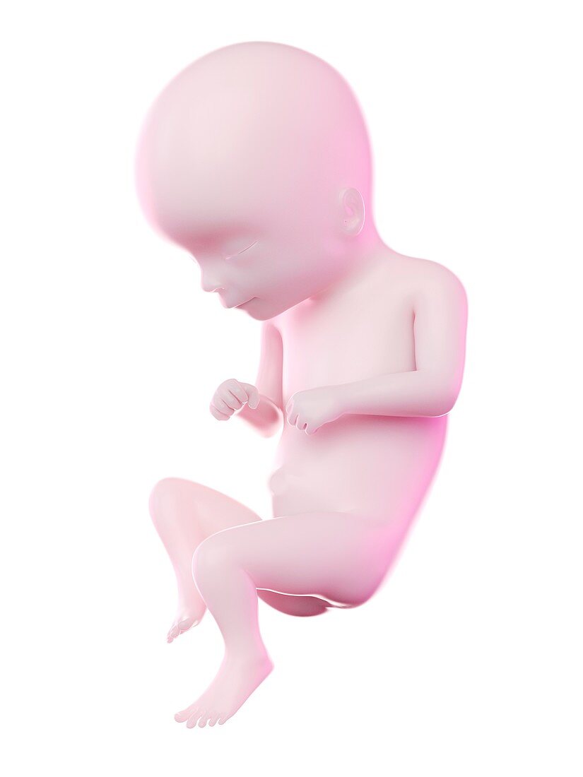 Fetus at week 16, illustration