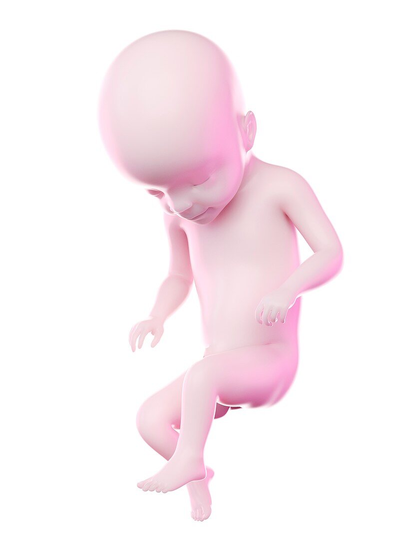Fetus at week 22, illustration