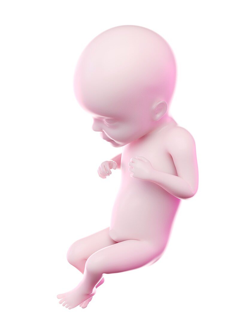 Fetus at week 26, illustration