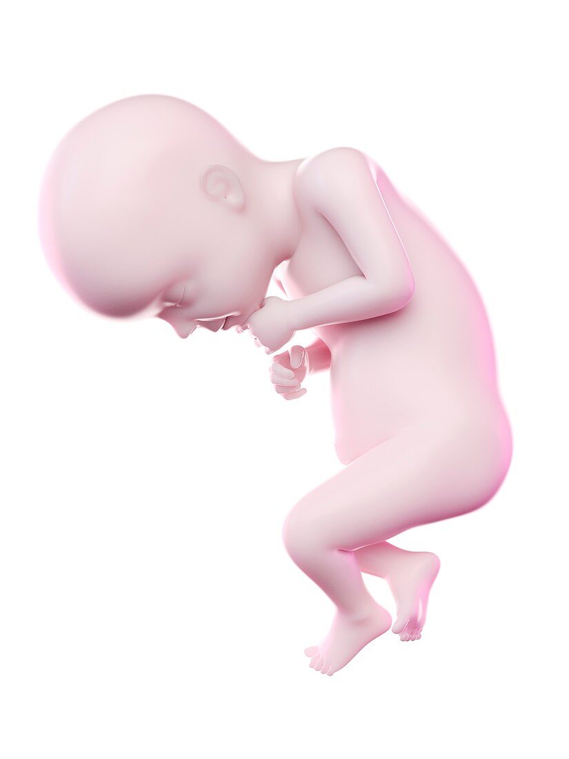 Fetus at week 28, illustration