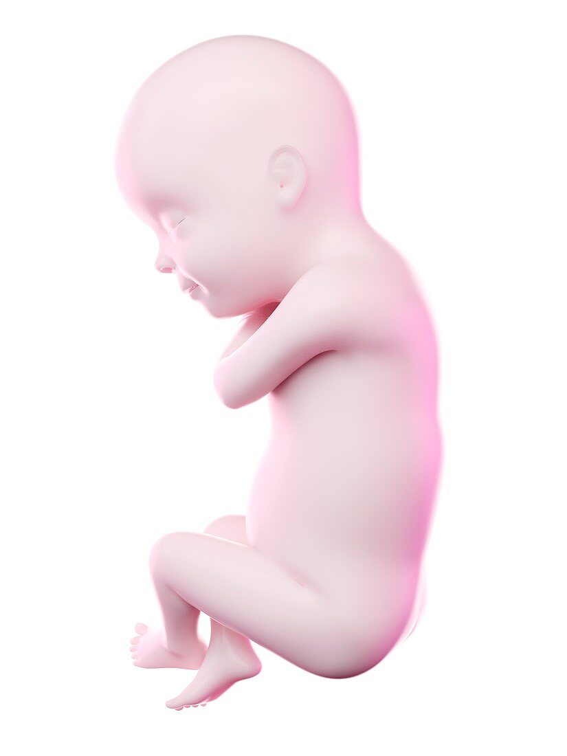 Fetus at week 30, illustration