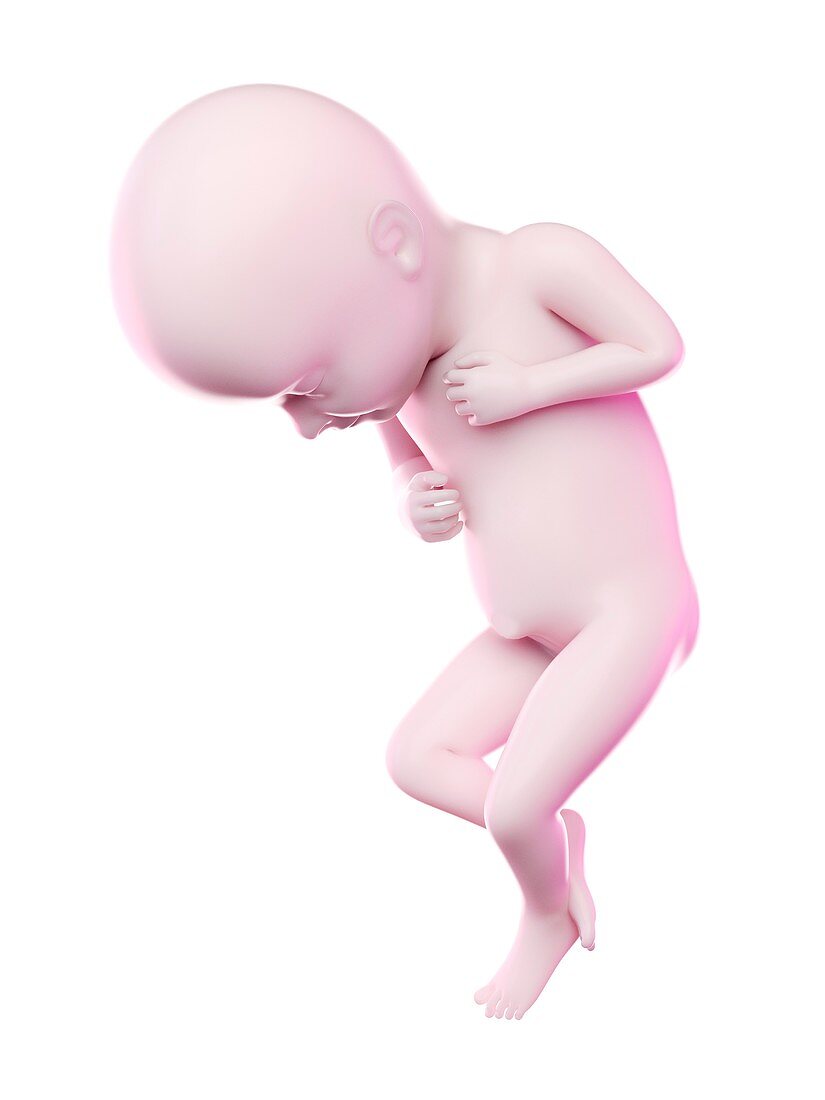 Fetus at week 32, illustration