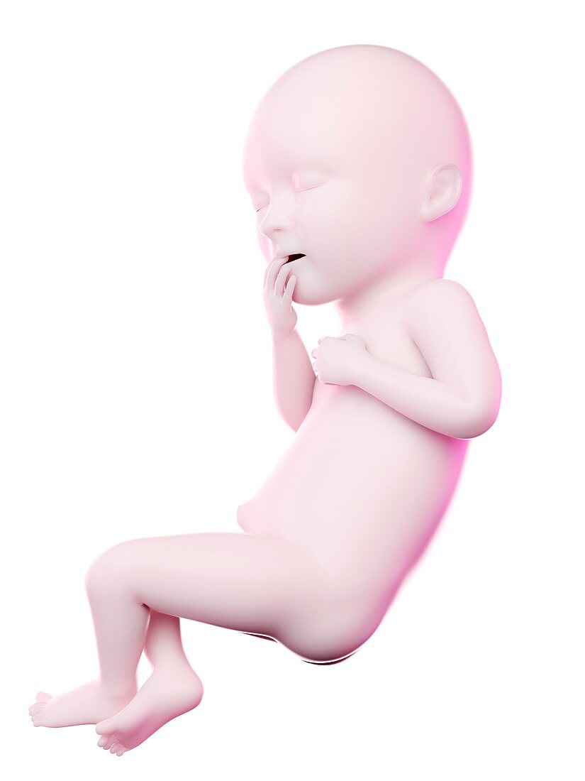 Fetus at week 36, illustration