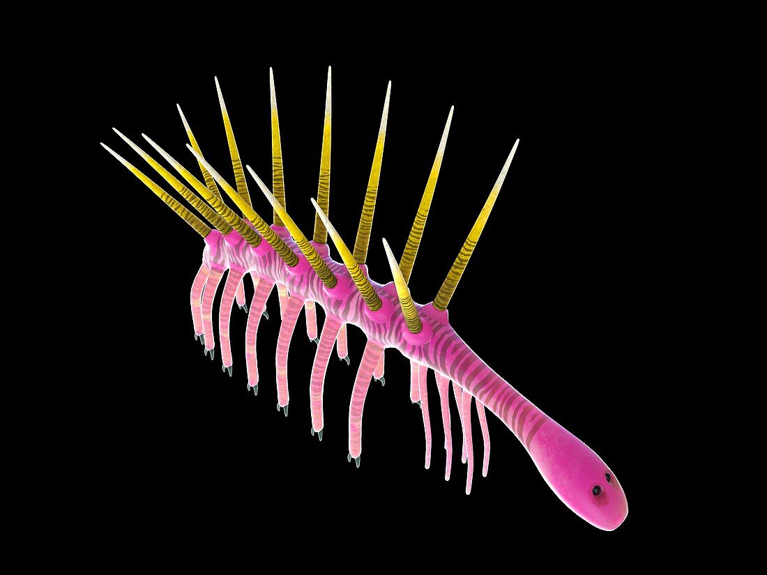 Hallucigenia marine invertebrate, illustration