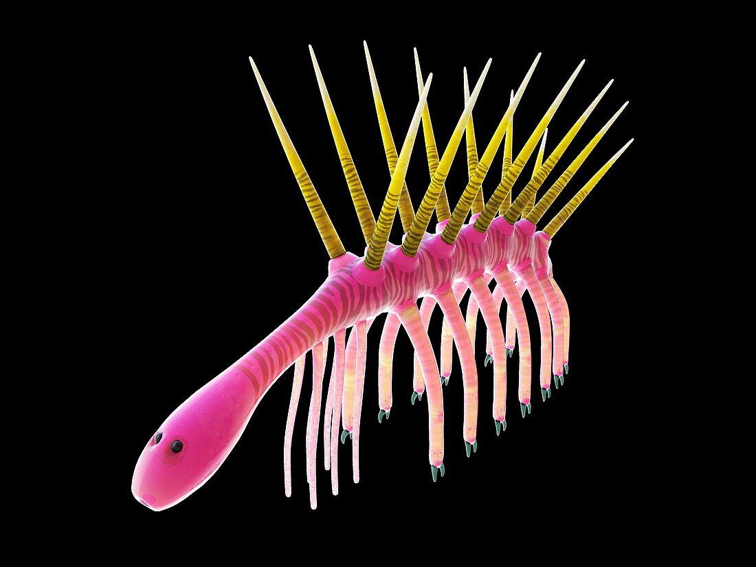 Hallucigenia marine invertebrate, illustration