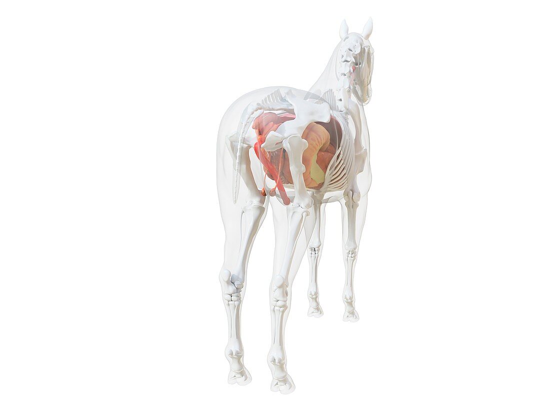 Horse anatomy, illustration