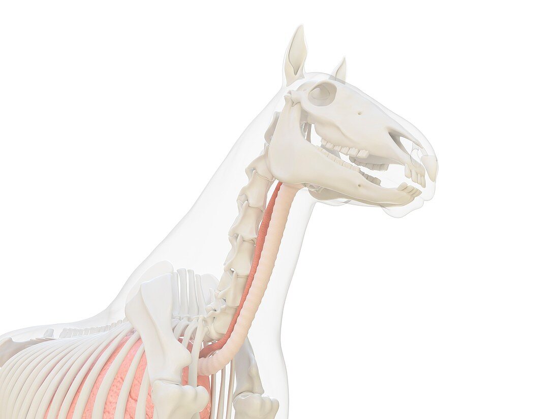 Horse anatomy, illustration