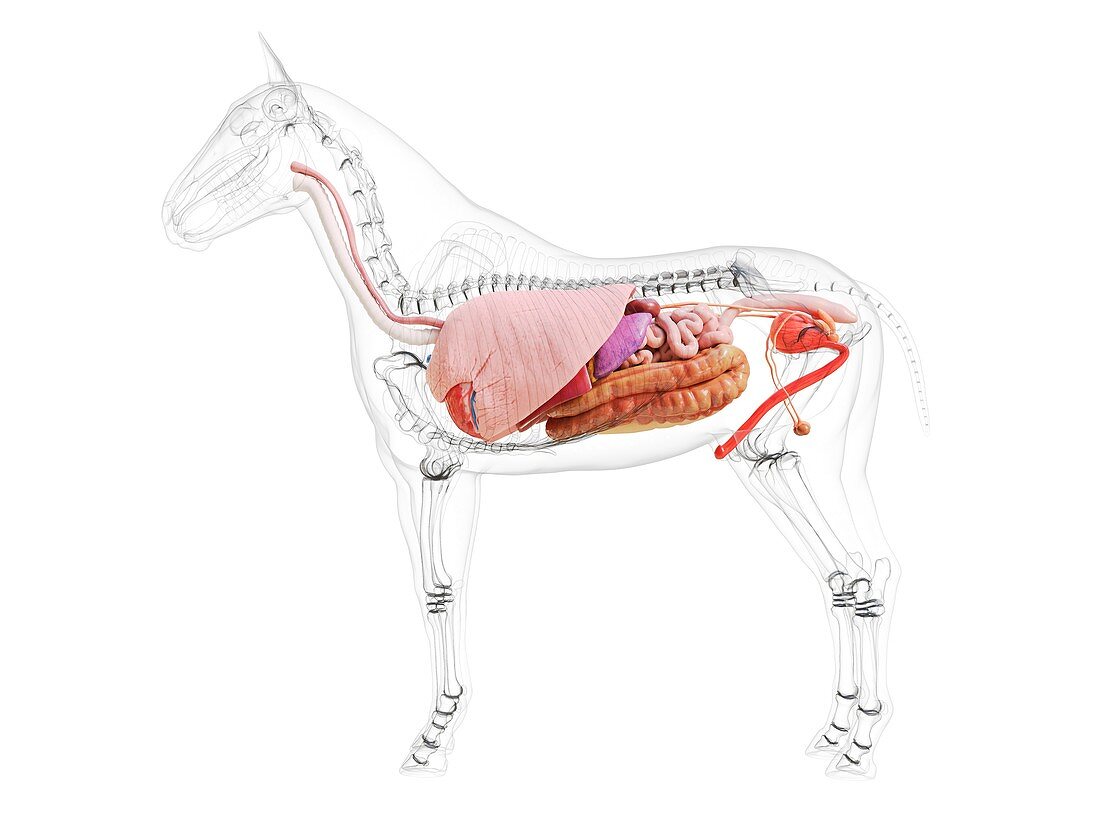 Horse anatomy, illustration