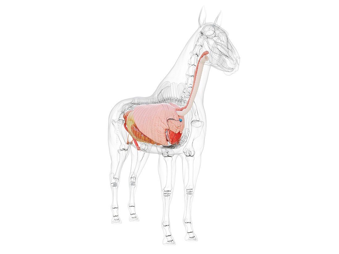 Horse anatomy, illustration