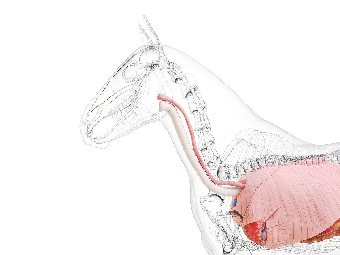 Horse anatomy, illustration