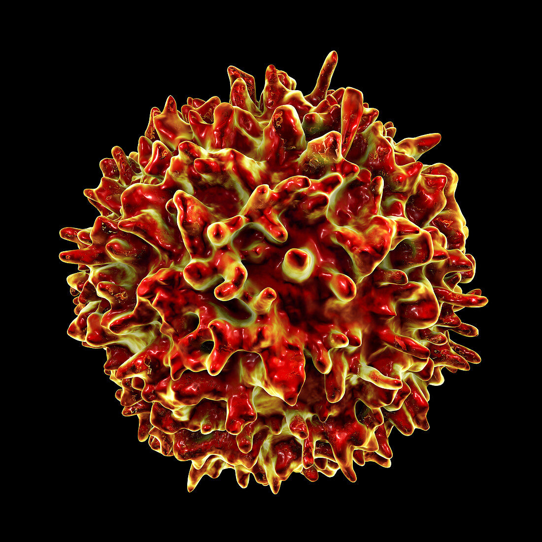 Lymphocytes, illustration