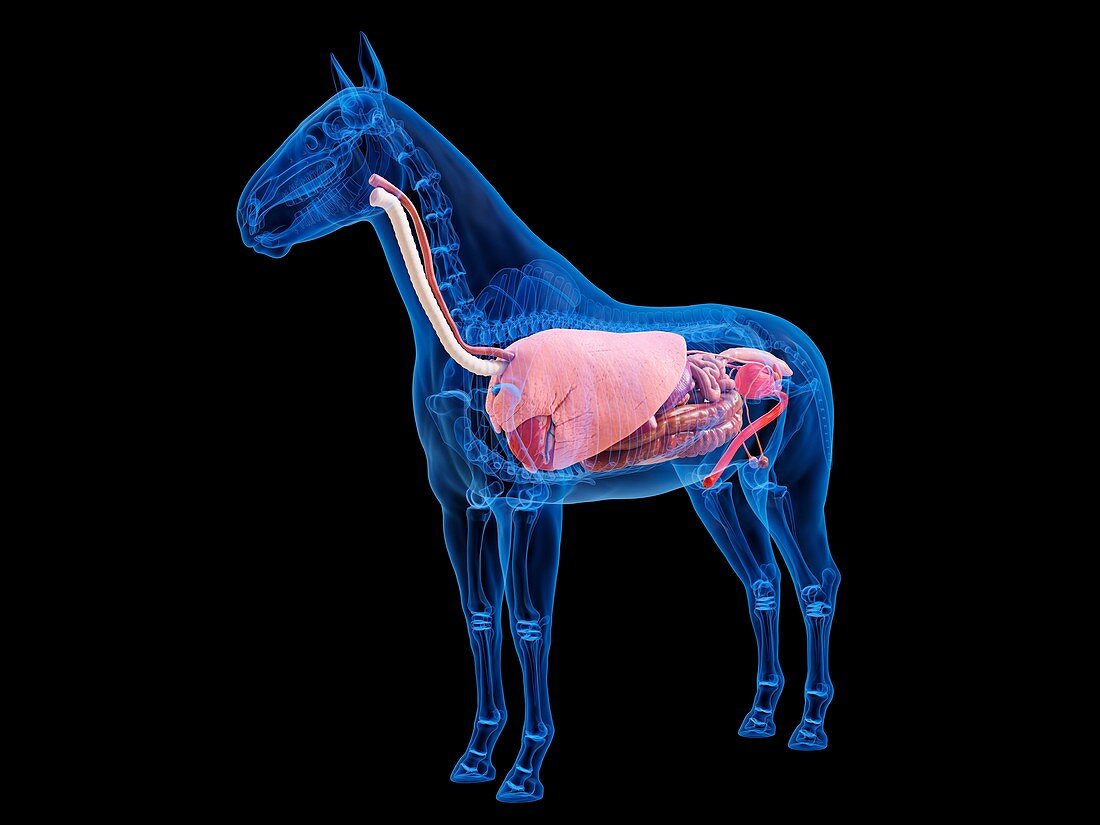 Horse anatomy, illustration