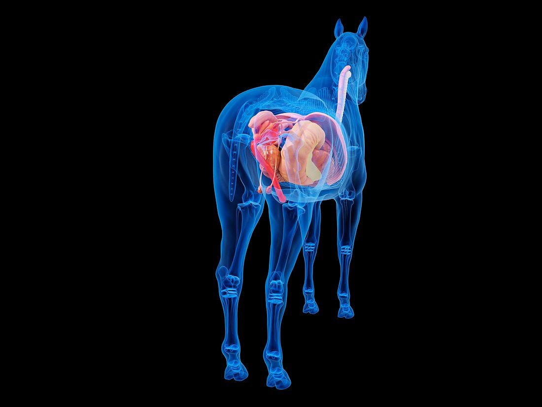 Horse anatomy, illustration