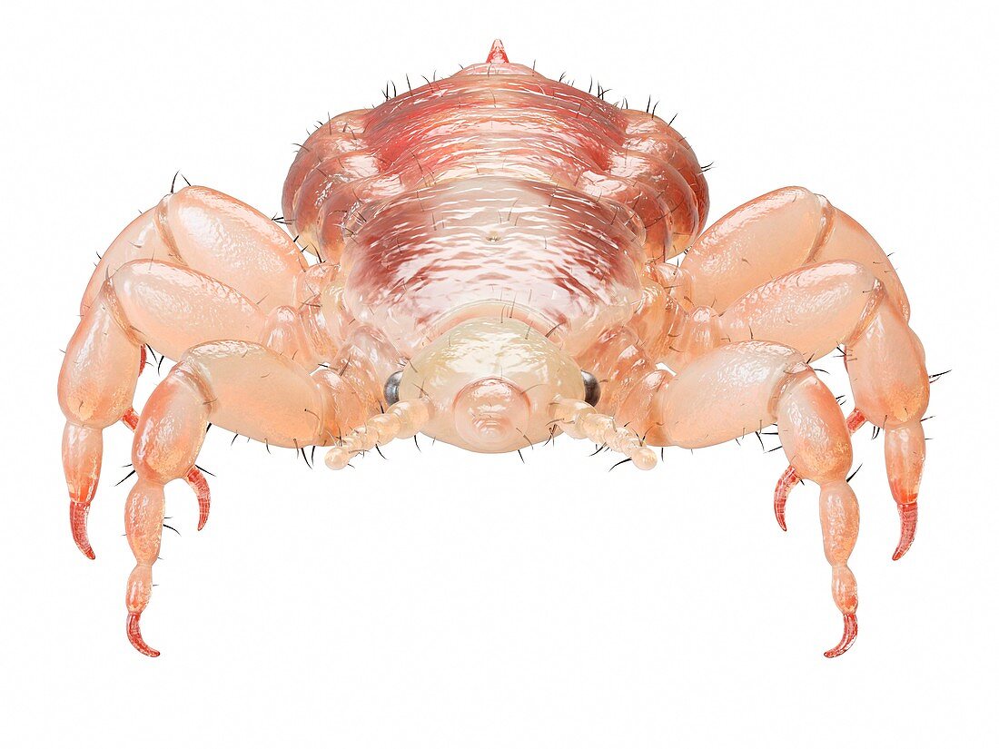 Head louse, illustration