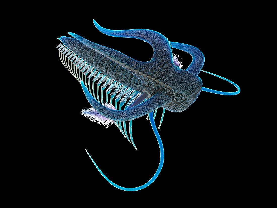 Marella marine arthropod, illustration