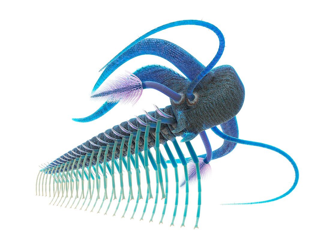Marella marine arthropod, illustration
