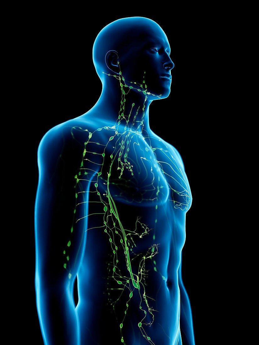 Lymphatic system, illustration