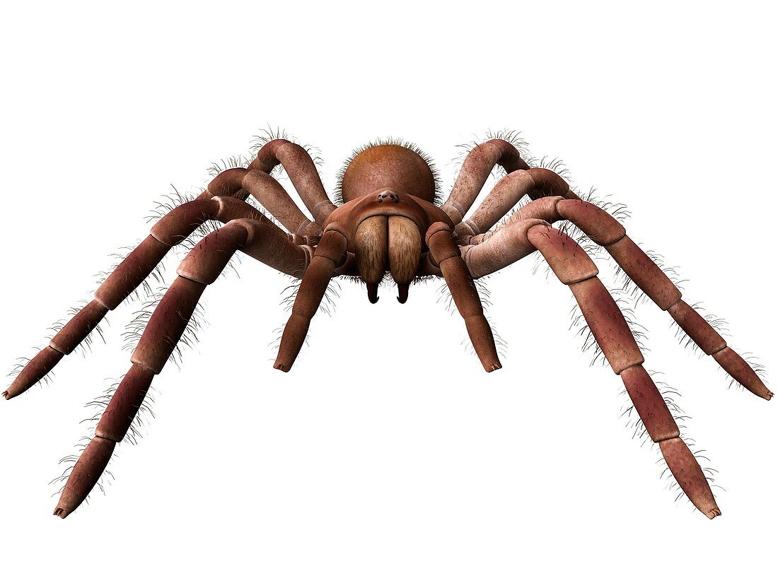 Goliath birdeater tarantula, illustration