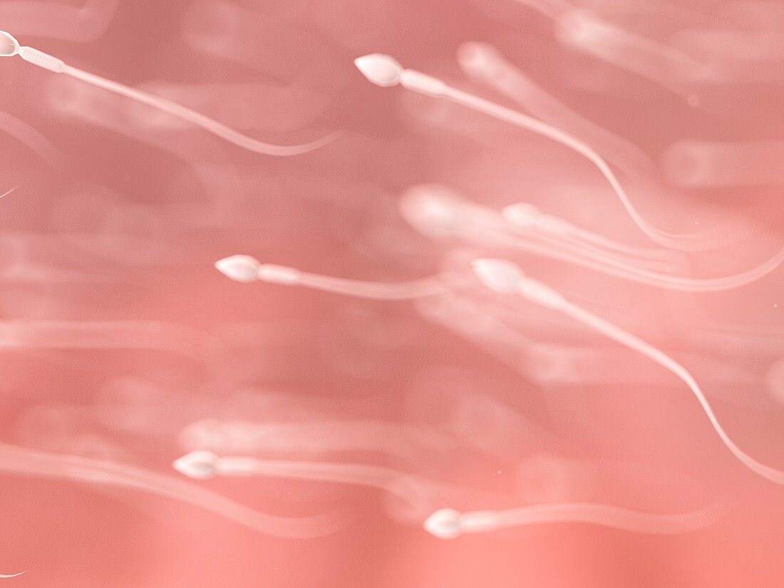 Sperm, illustration