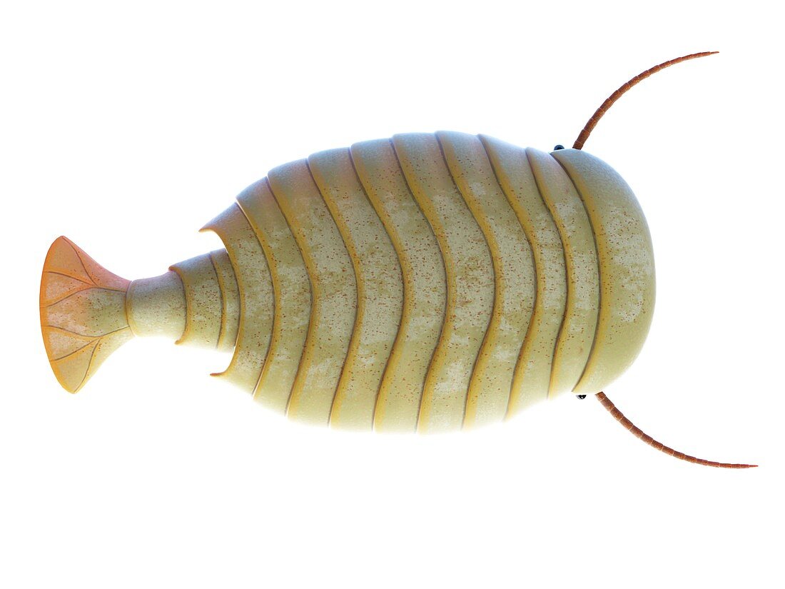 Sidneyia marine arthropod, illustration