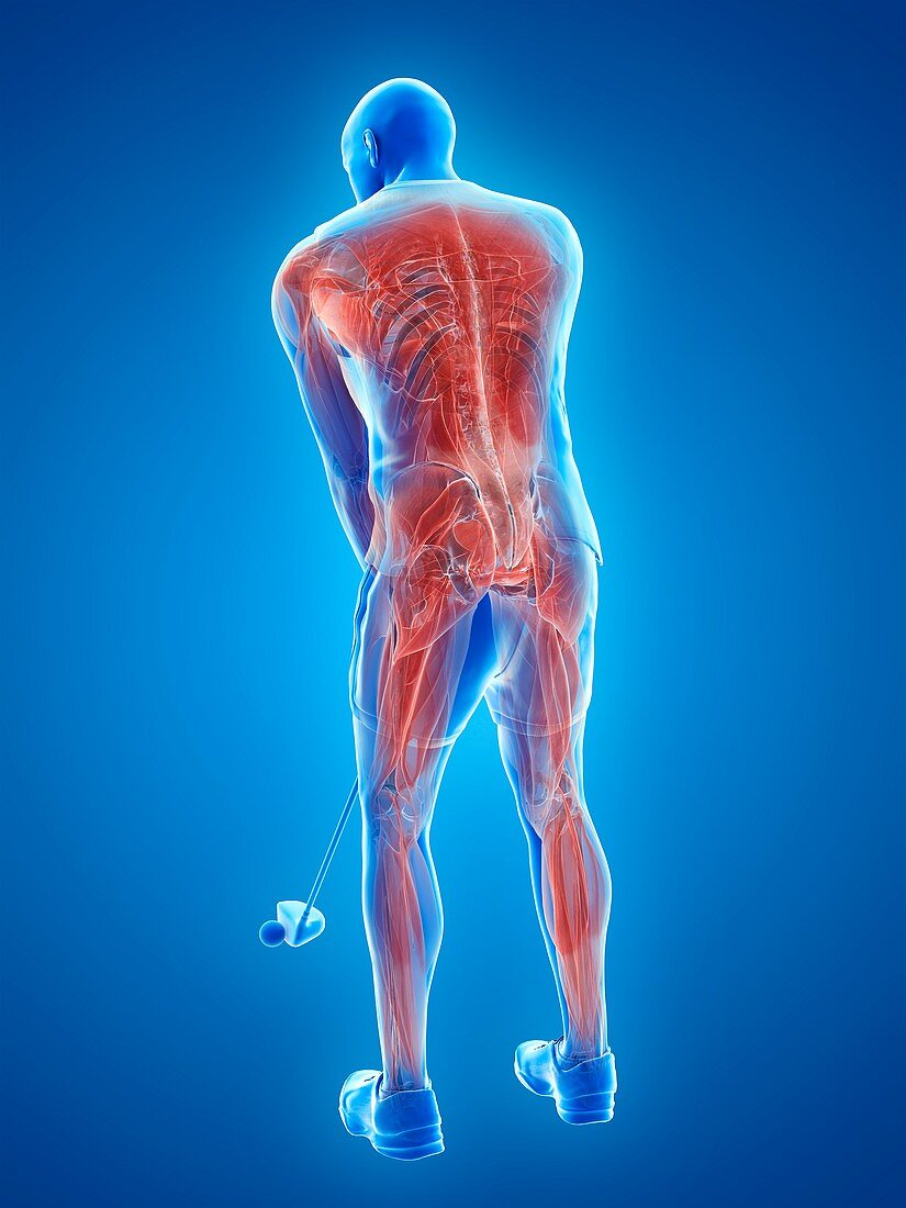 Golf player's muscles, illustration