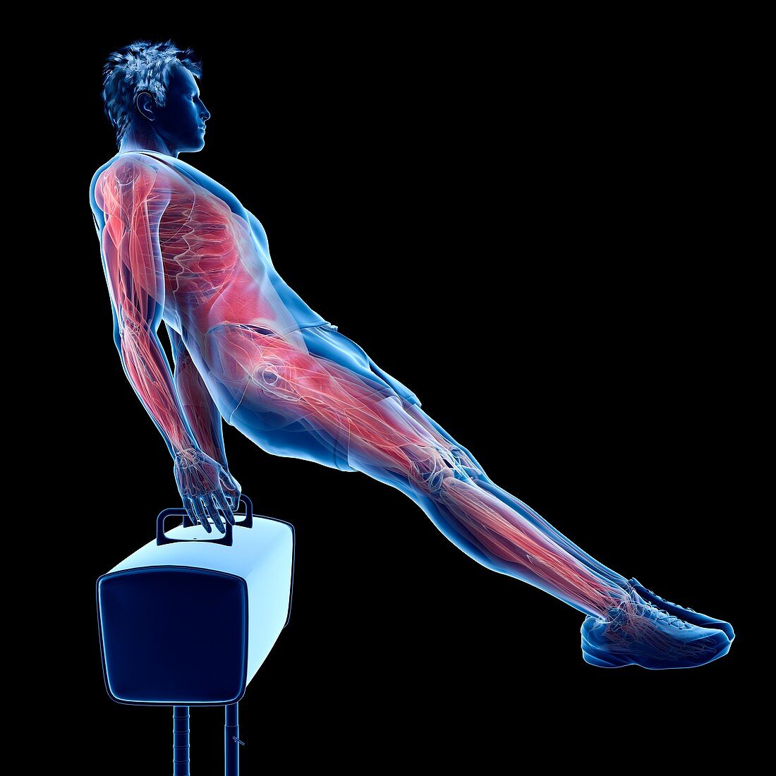Gymnast's muscles, illustration