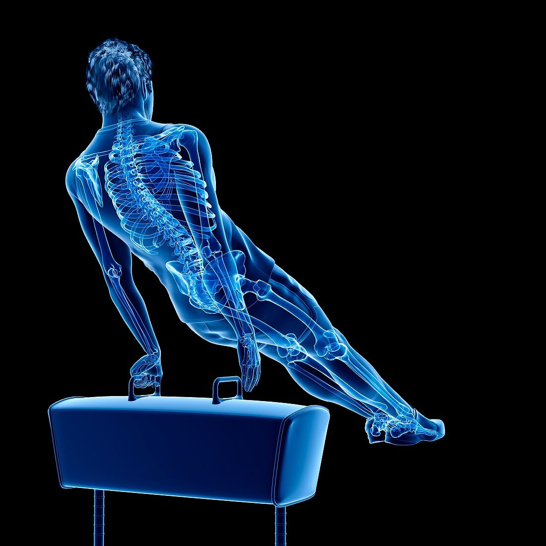 Gymnast's skeleton, illustration
