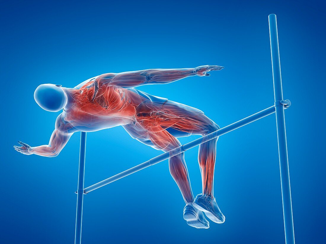 High jumper's muscles, illustration