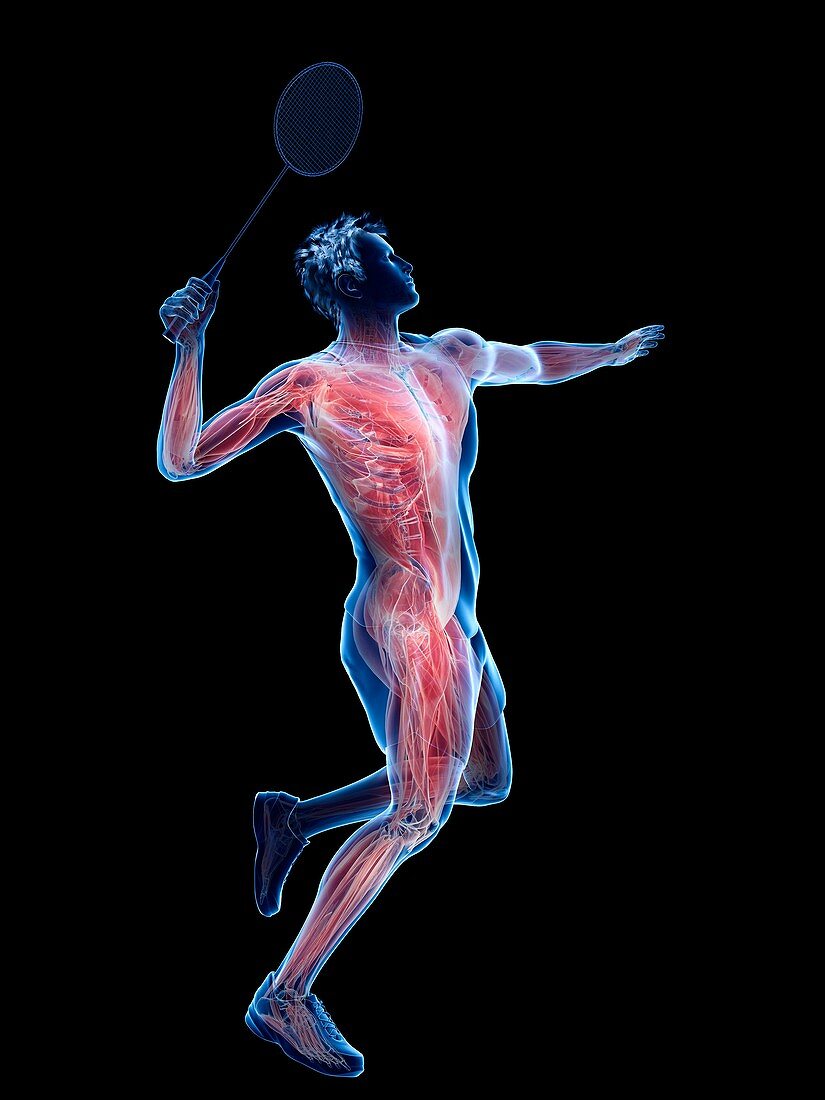 Badminton player's muscles, illustration