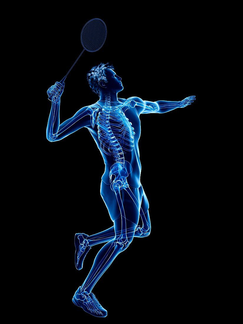 Badminton player's skeleton, illustration