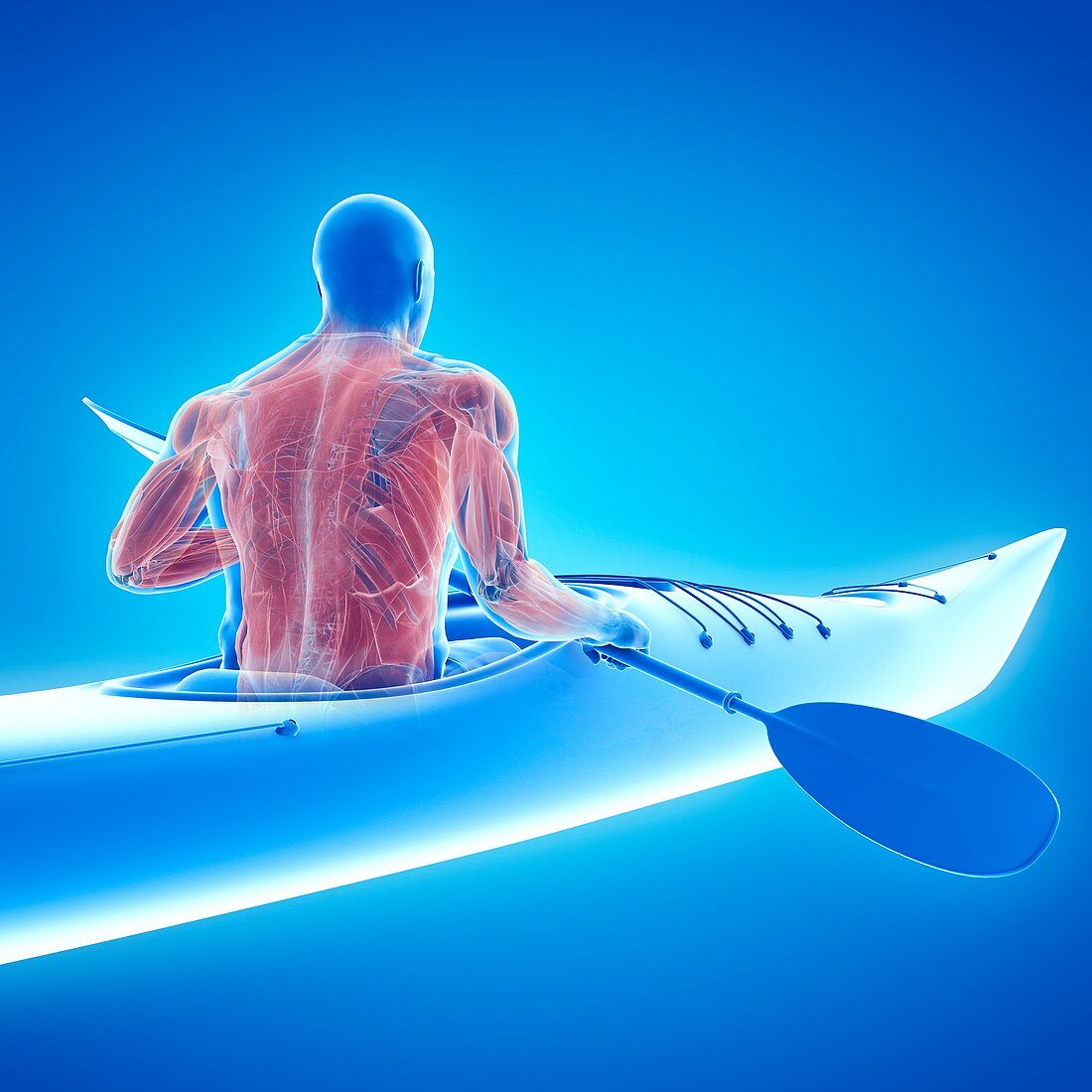Canoeist's muscles, illustration
