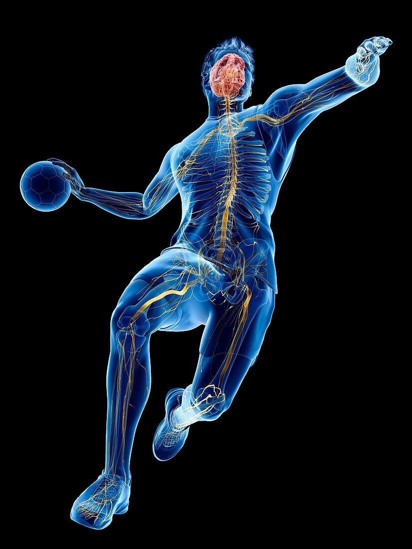 Handball player's nervous system, illustration