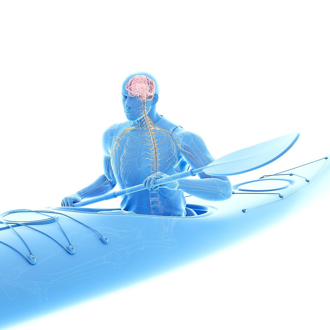 Canoeist's nervous system, illustration