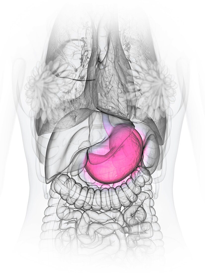 Stomach, illustration