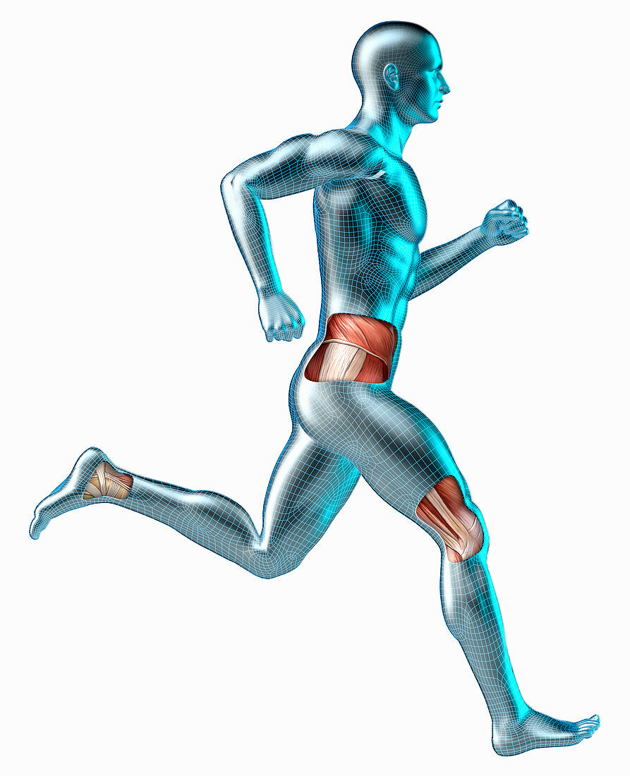 Running android with muscles, illustration