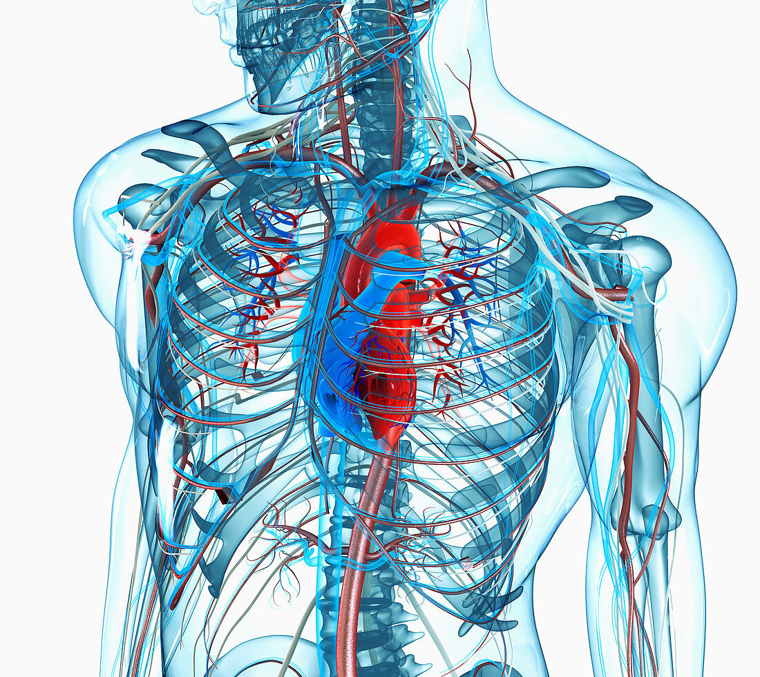 Chest, heart and arteries, illustration