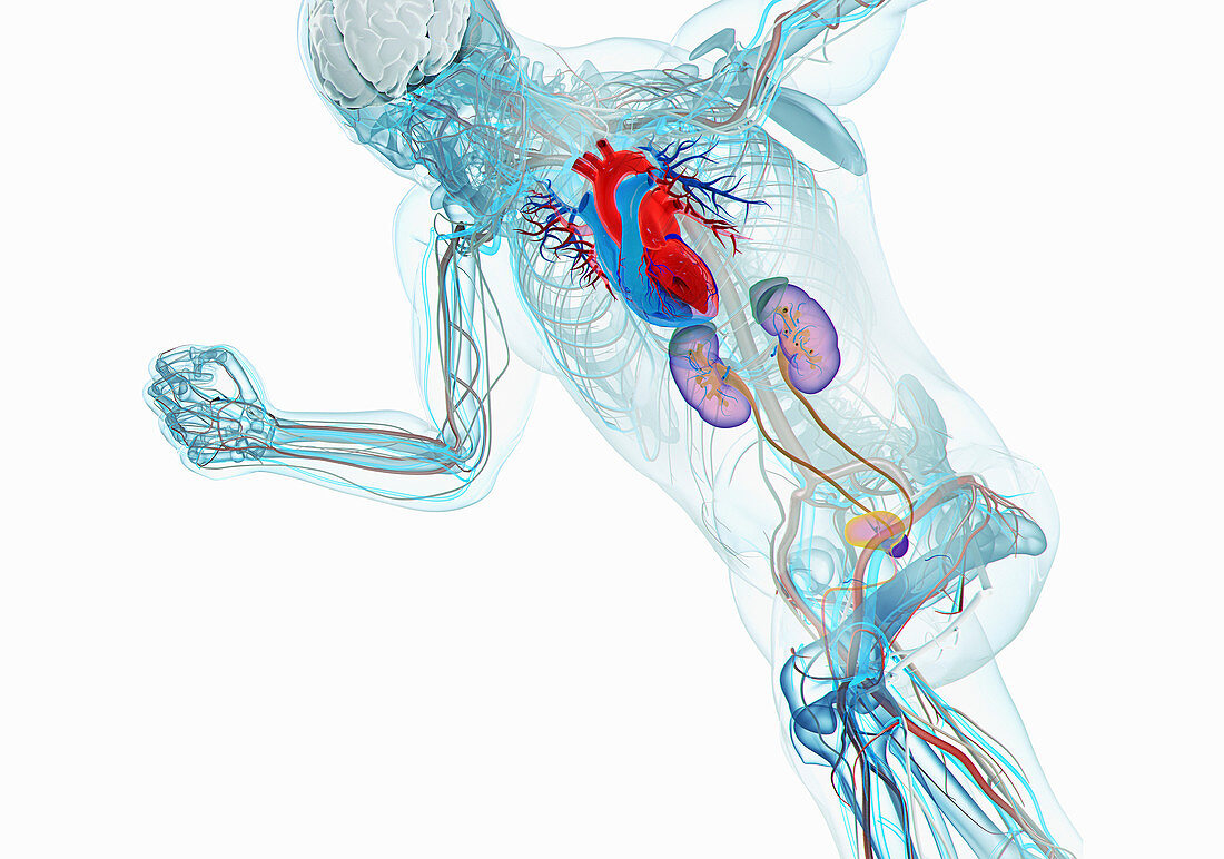 Anatomical model of running man, illustration