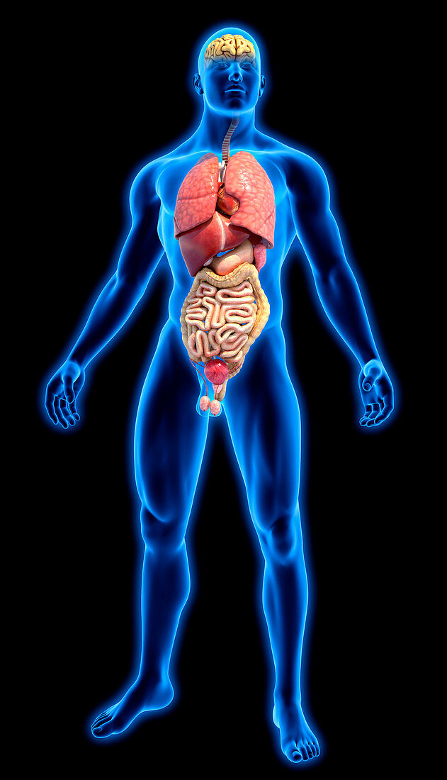 Human organs in blue anatomical model, illustration