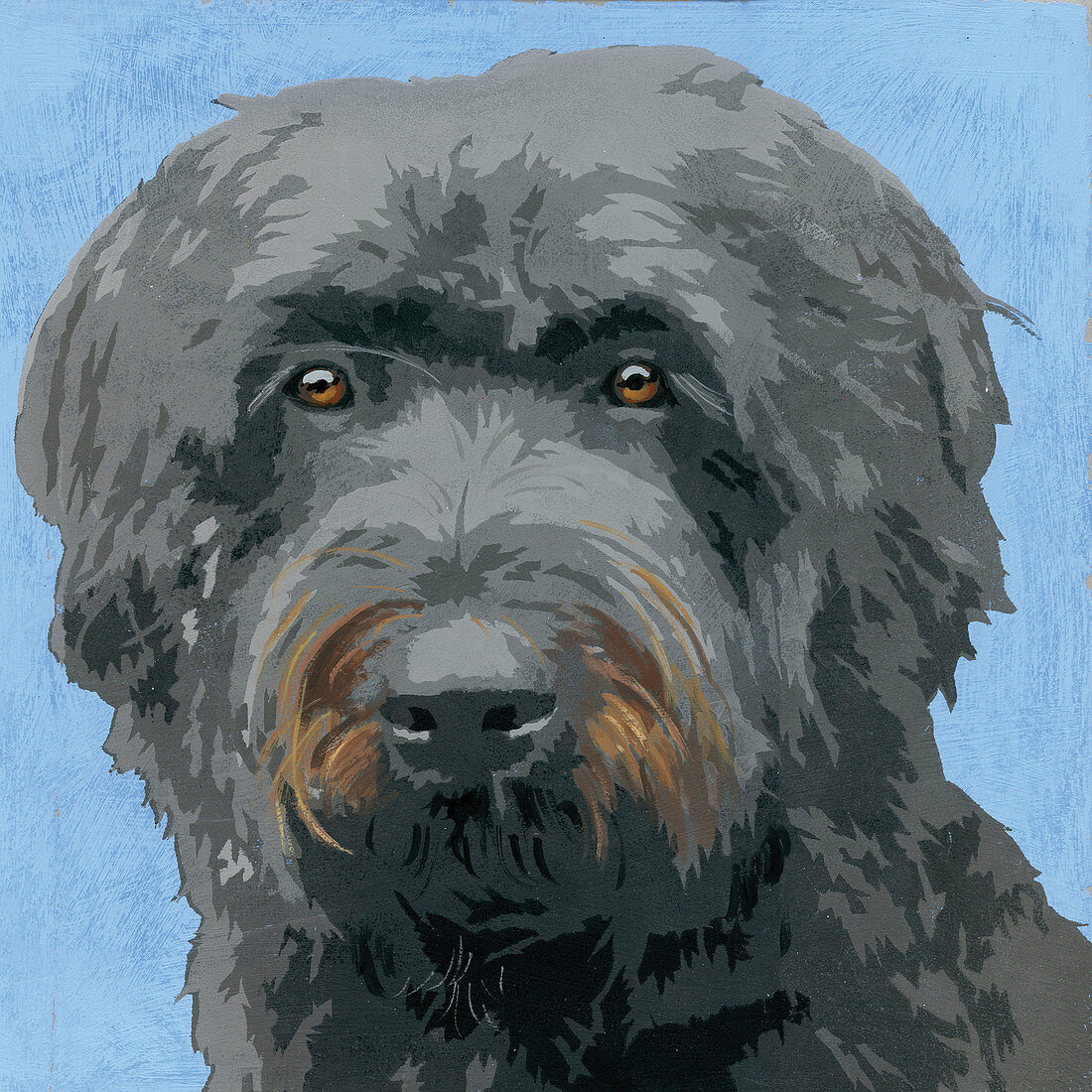 Bouvier Des flinders dog, illustration