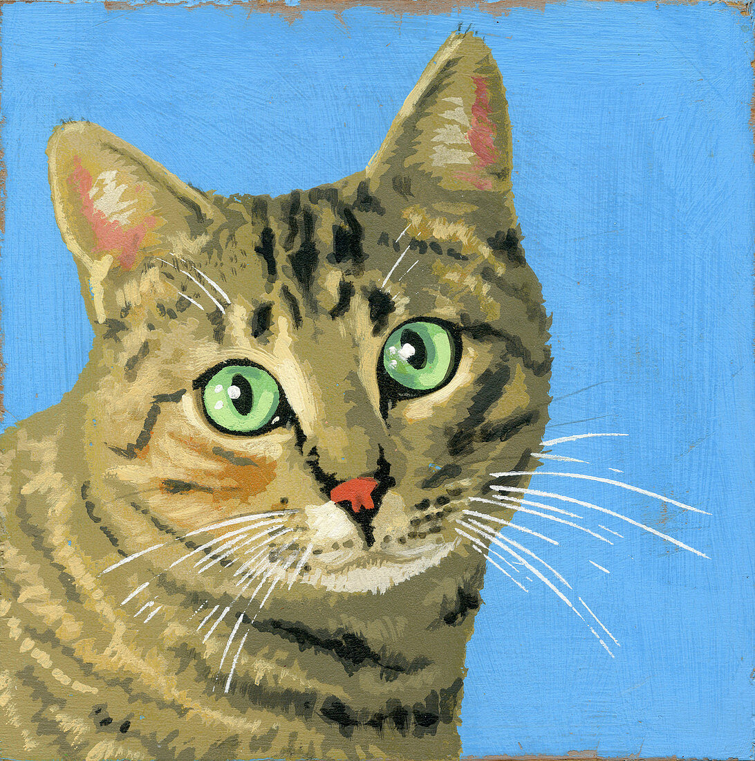 Tabby cat, illustration
