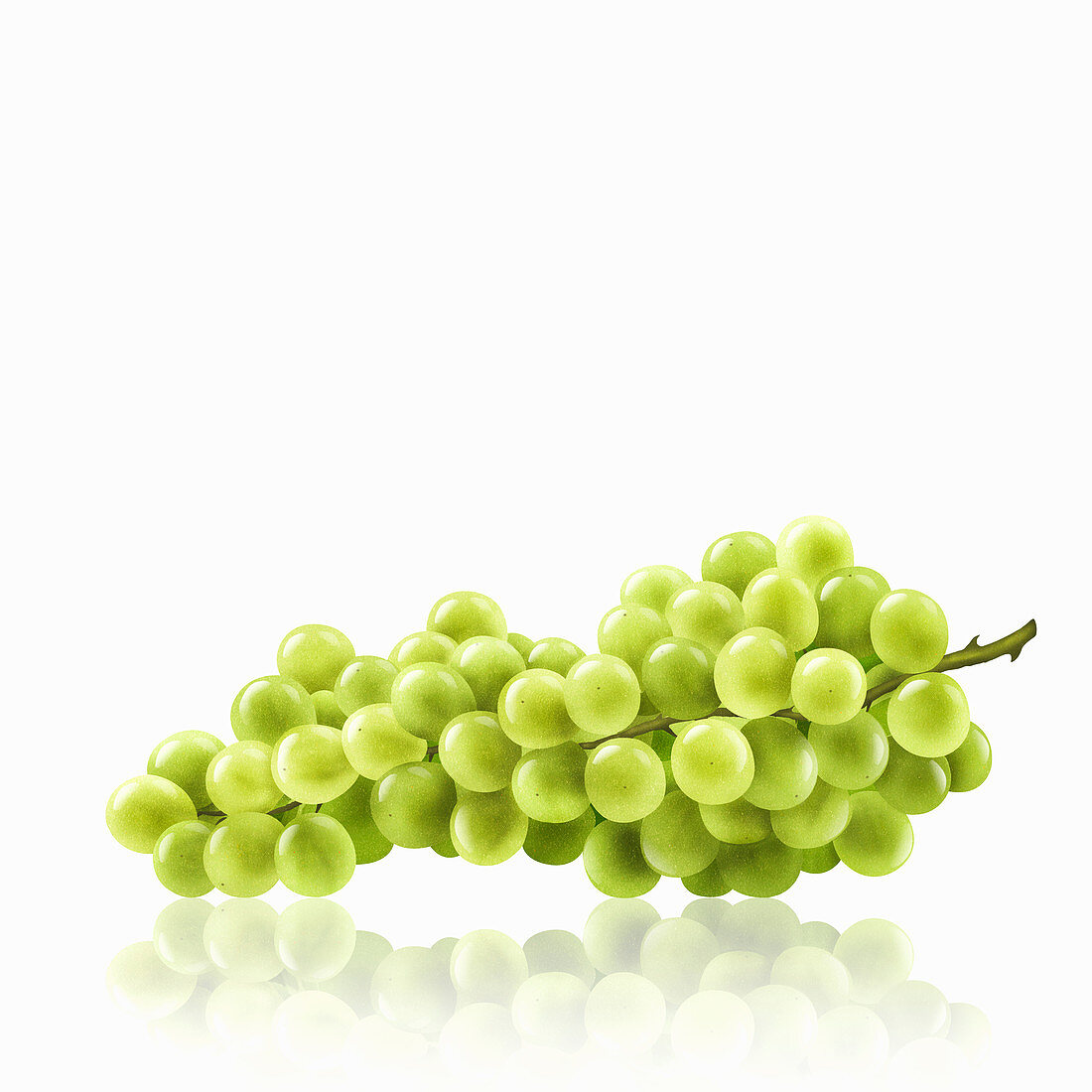 Bunch of white grapes, illustration