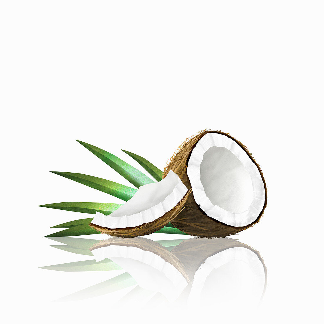 Pieces of coconut, illustration